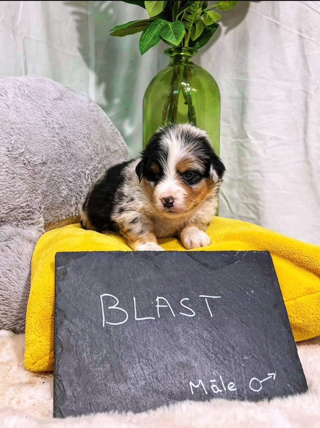 BLAST - Berger Américain Miniature 