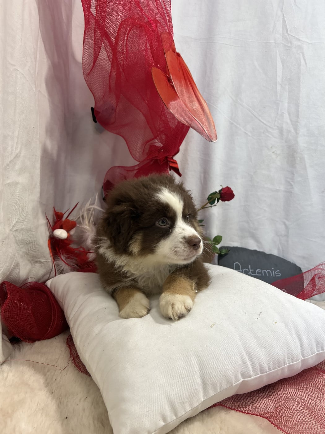 Artemis - Berger Américain Miniature 