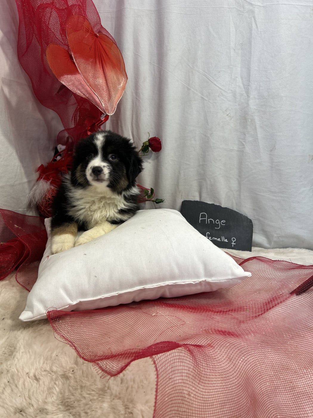 Ange - Berger Américain Miniature 