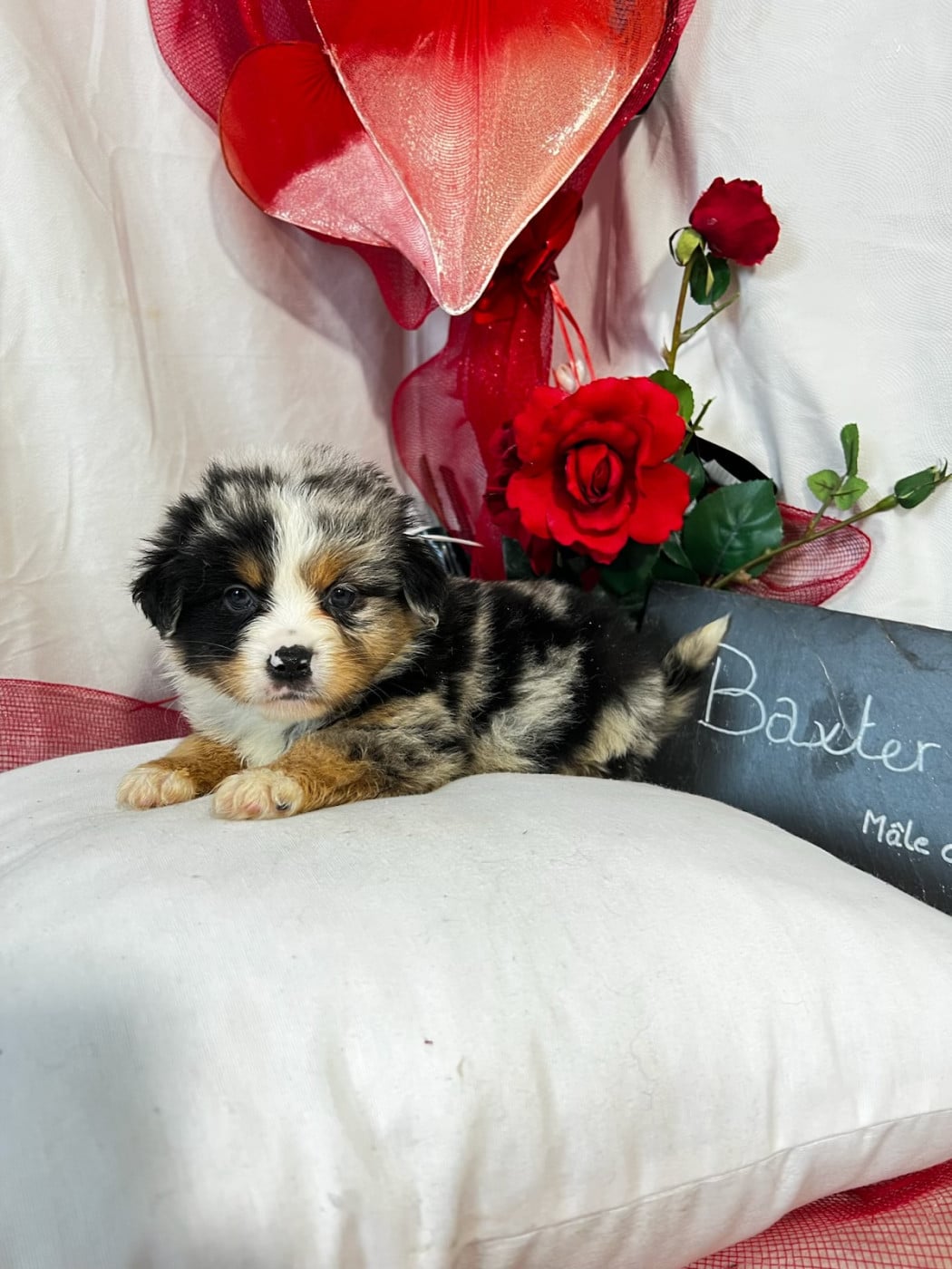 Baxter - Berger Américain Miniature 