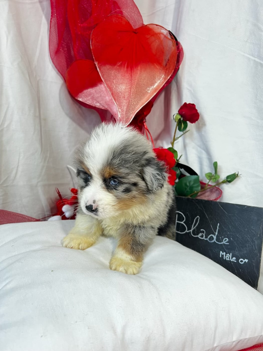 Blade - Berger Américain Miniature 