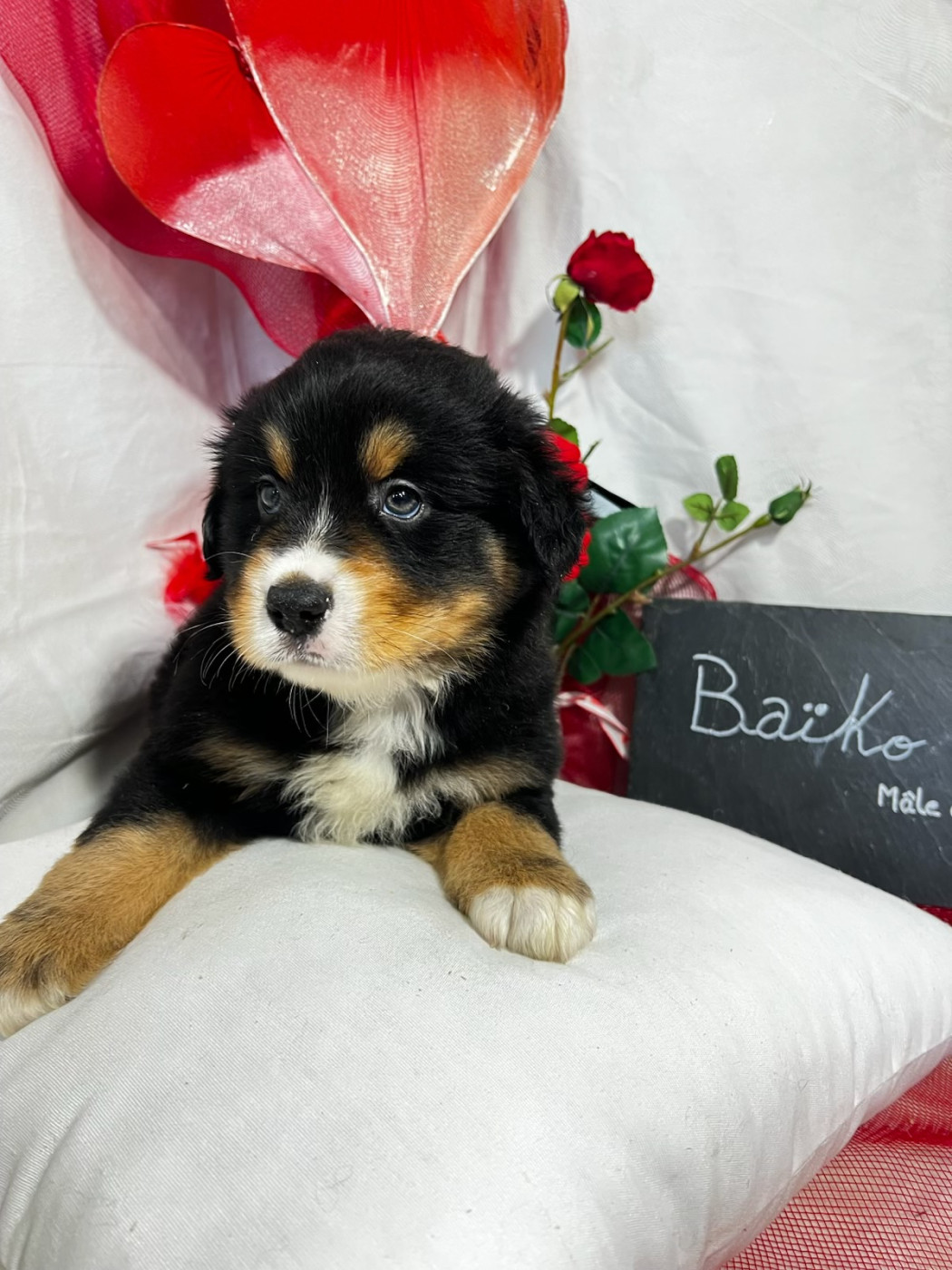 Baïko - Berger Américain Miniature 