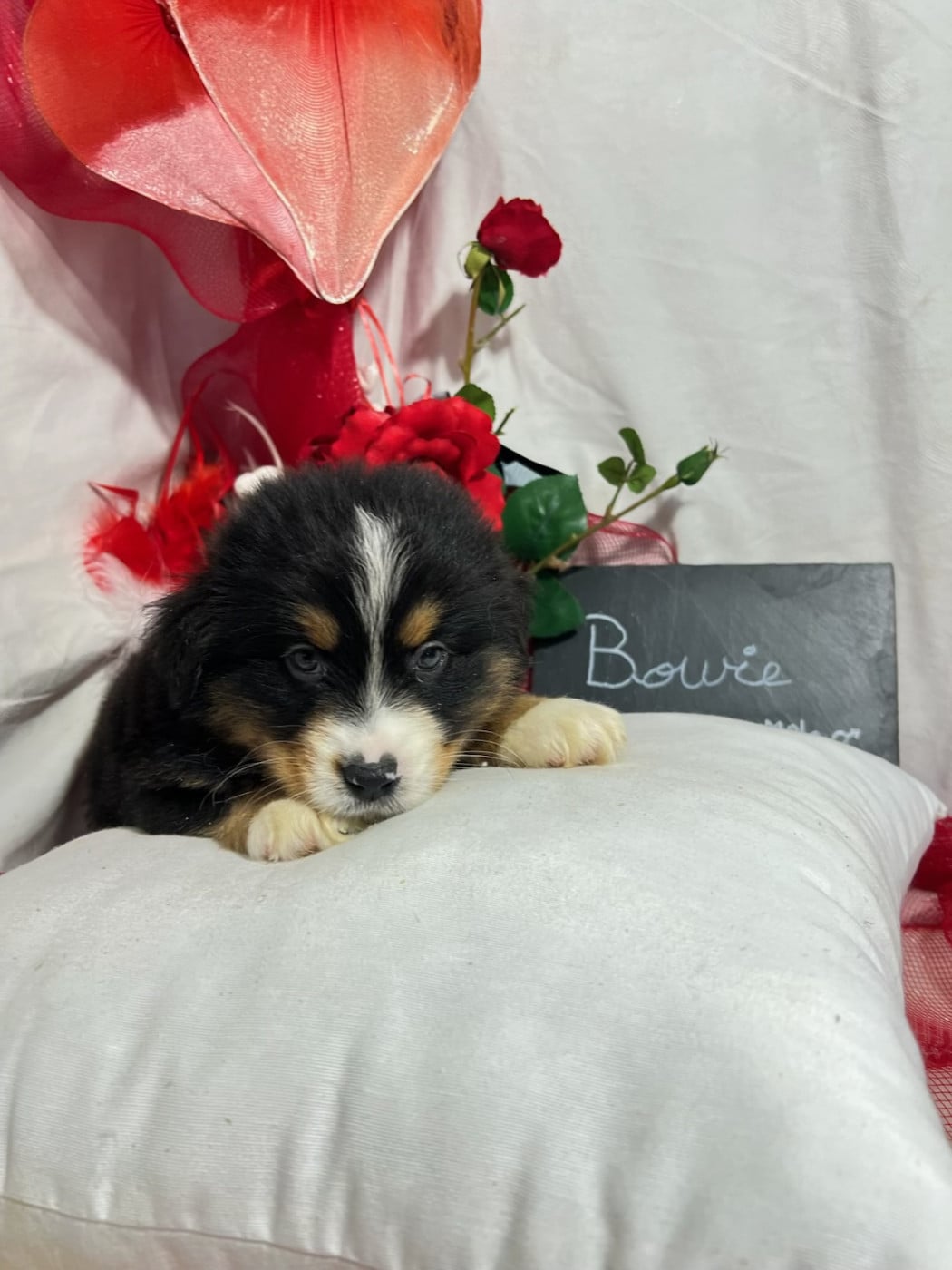 Bowie - Berger Américain Miniature 