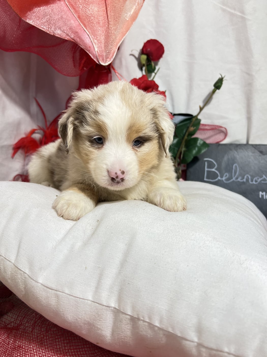 Belenos - Berger Américain Miniature 