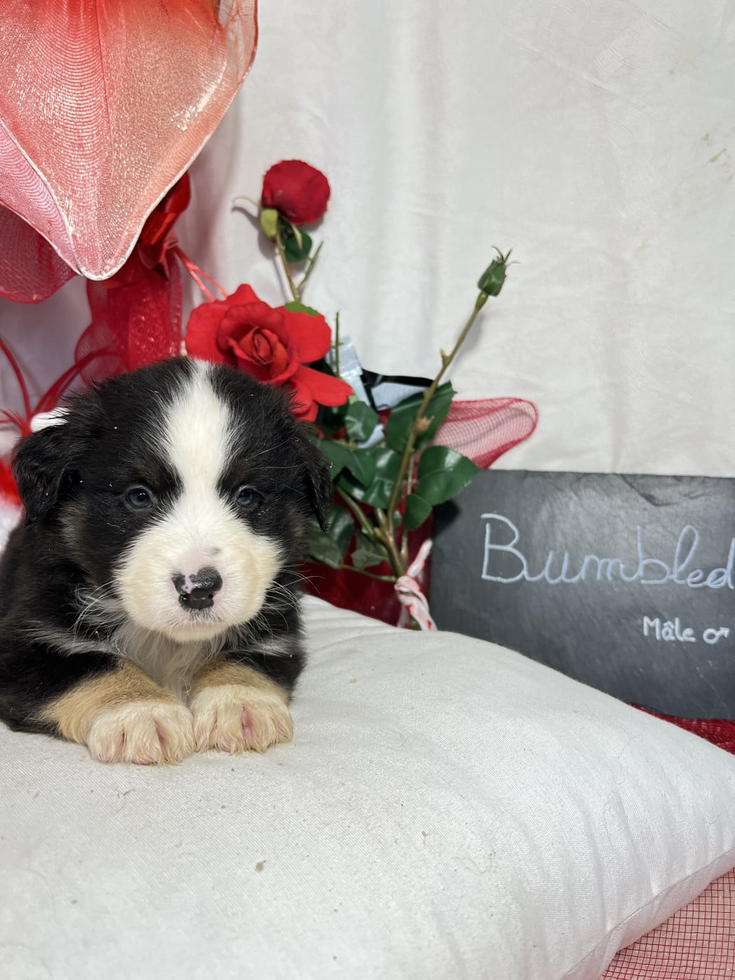 Bumbled - Berger Américain Miniature 