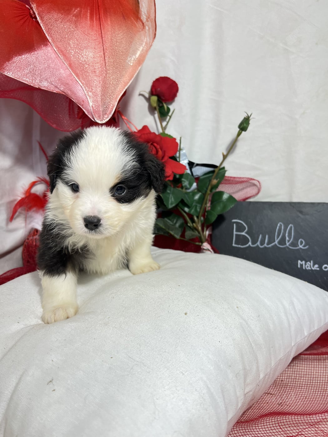 Bulle - Berger Américain Miniature 