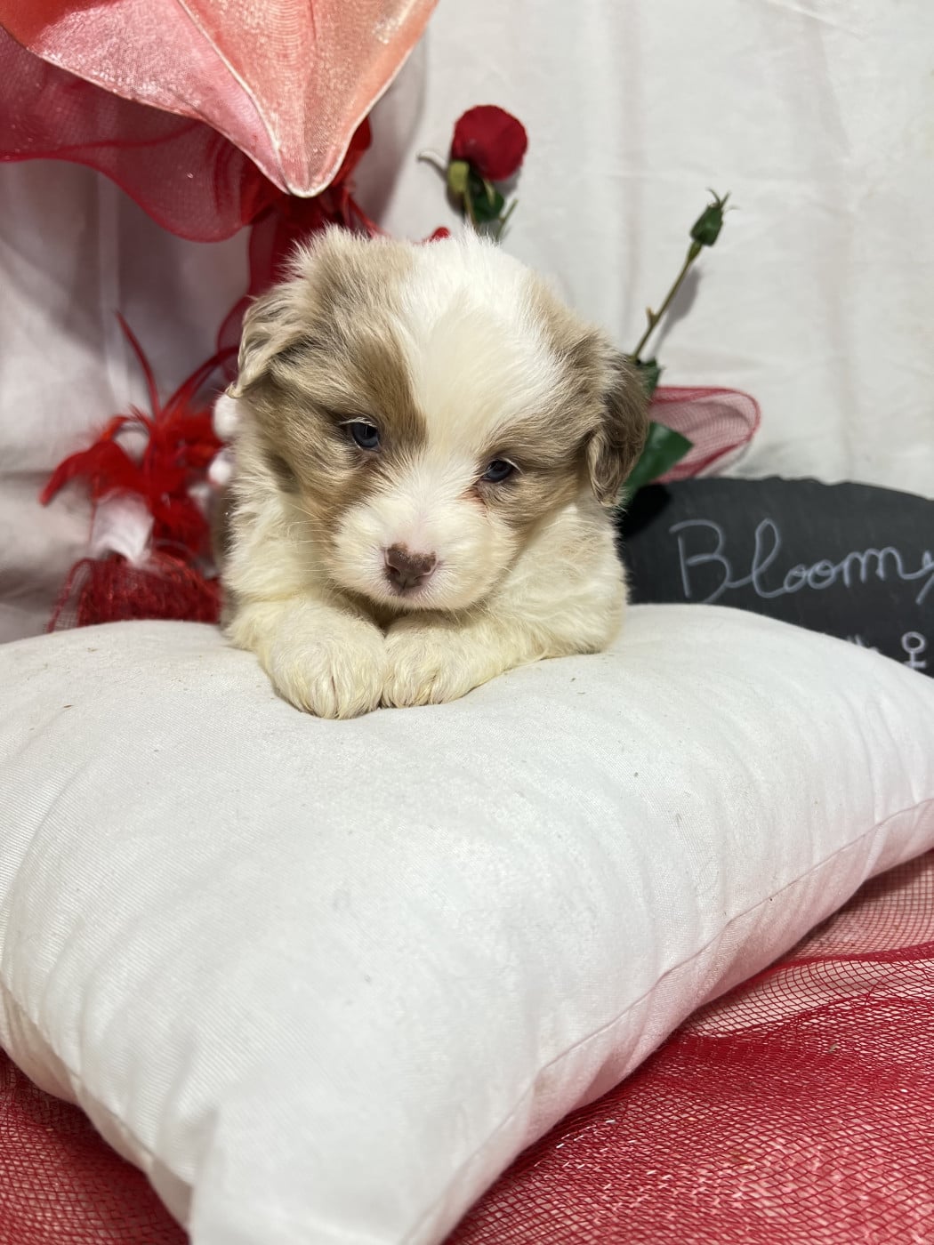 Bloomy - Berger Américain Miniature 