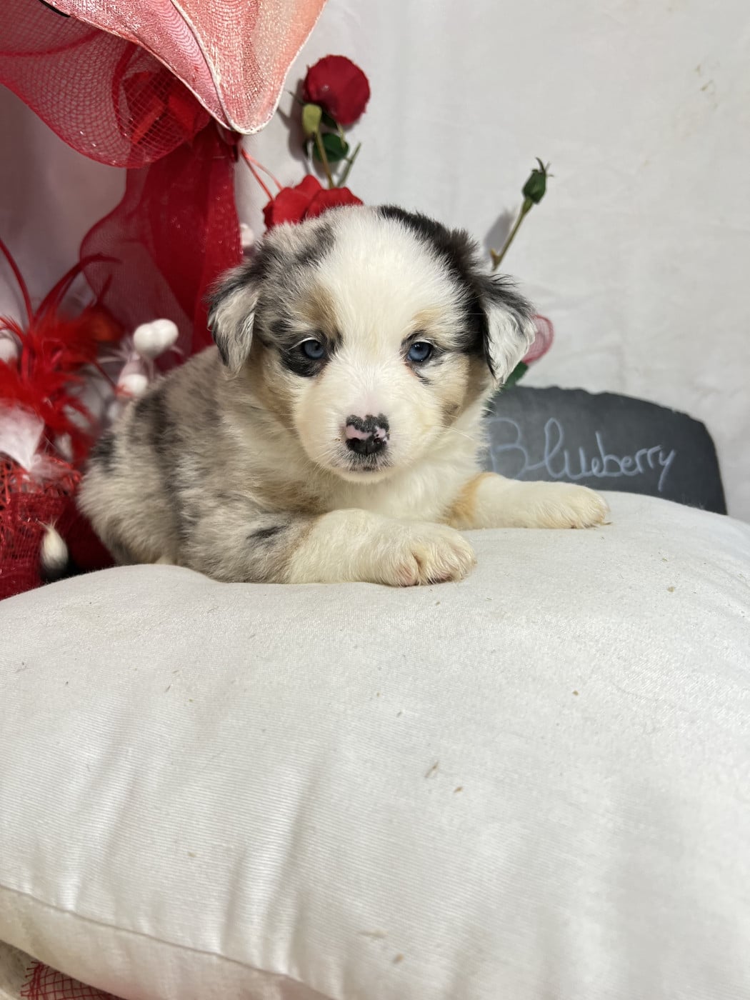 Blueberry - Berger Américain Miniature 