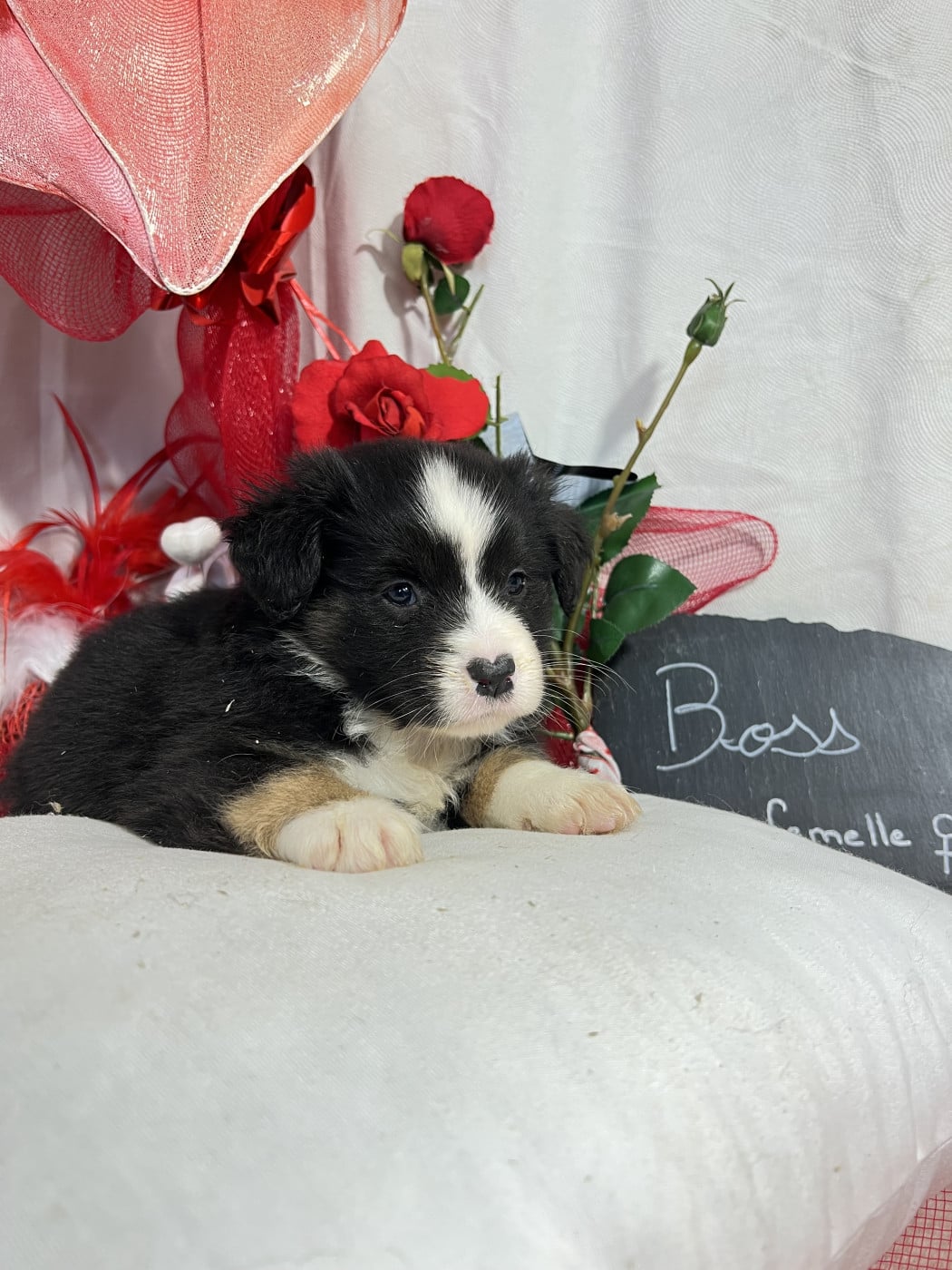 Boss - Berger Américain Miniature 