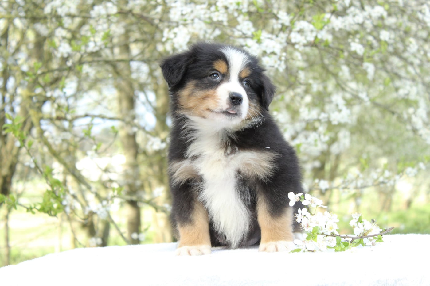 Becky - Berger Américain Miniature