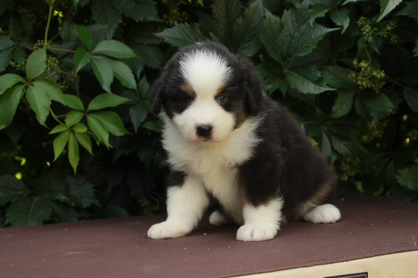 Buck - Berger Américain Miniature