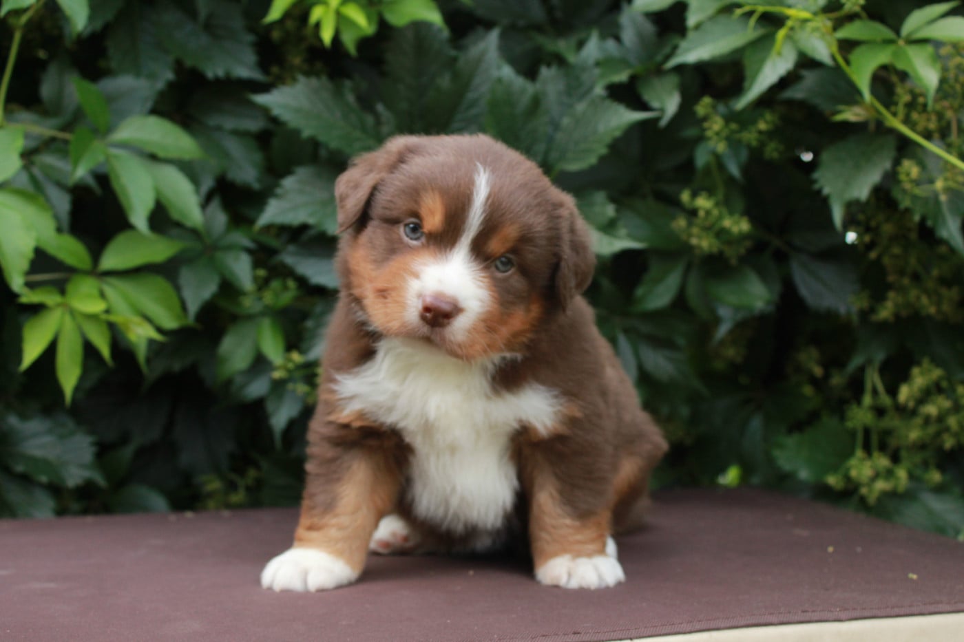 Belly - Berger Américain Miniature