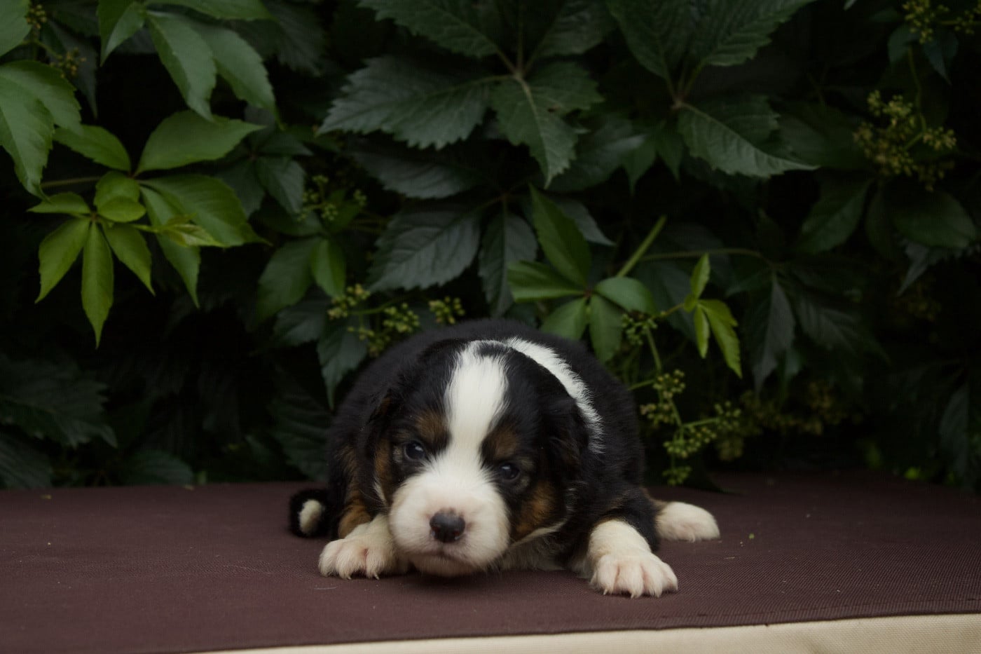 Brownie
