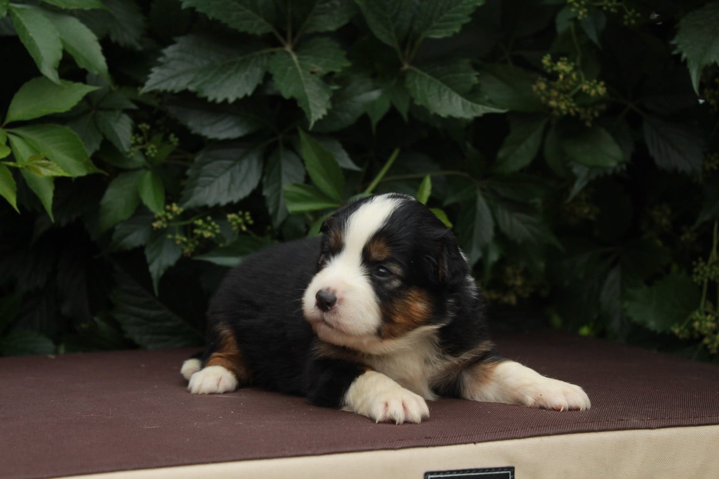 Brownie