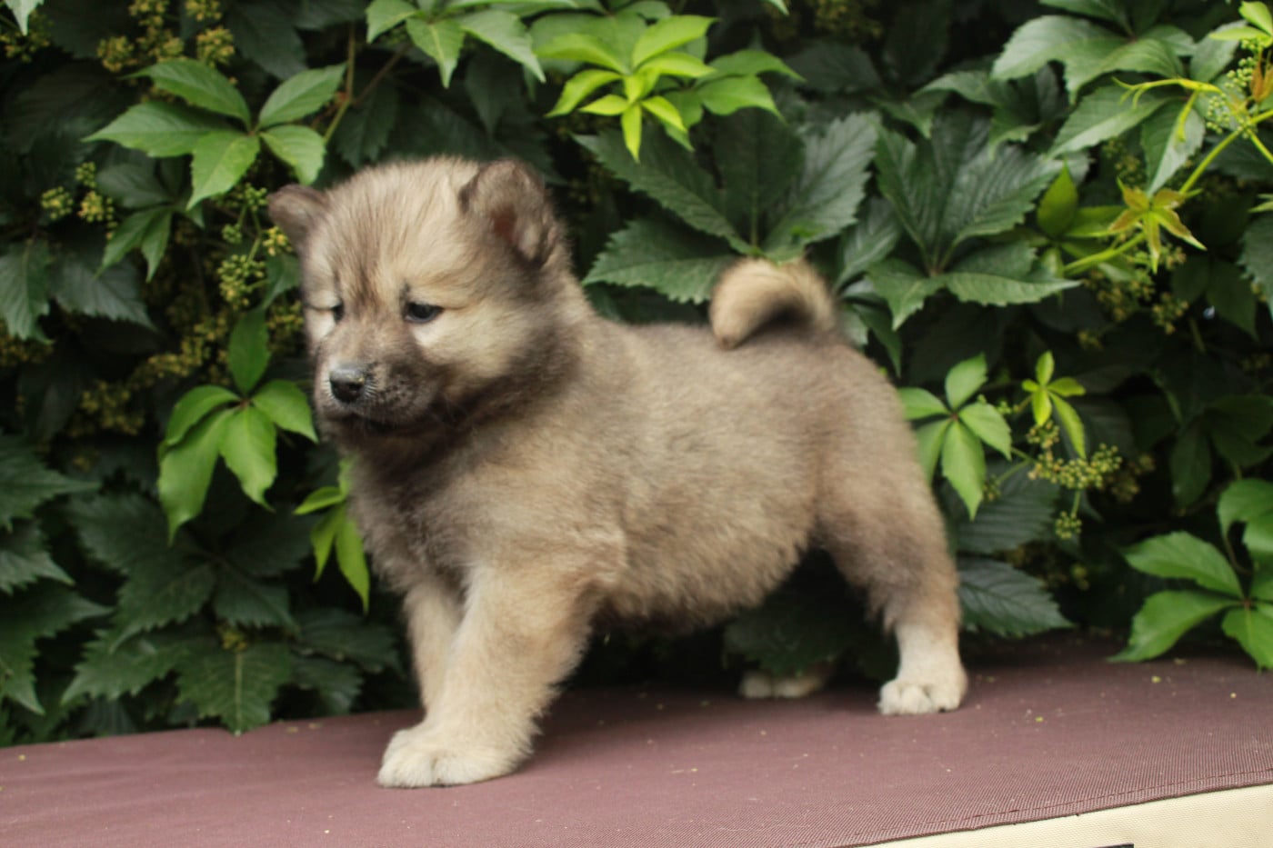 Boulette - Eurasier