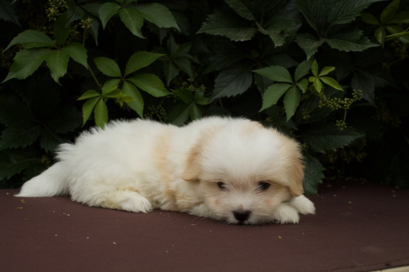 Bao - Coton de Tulear