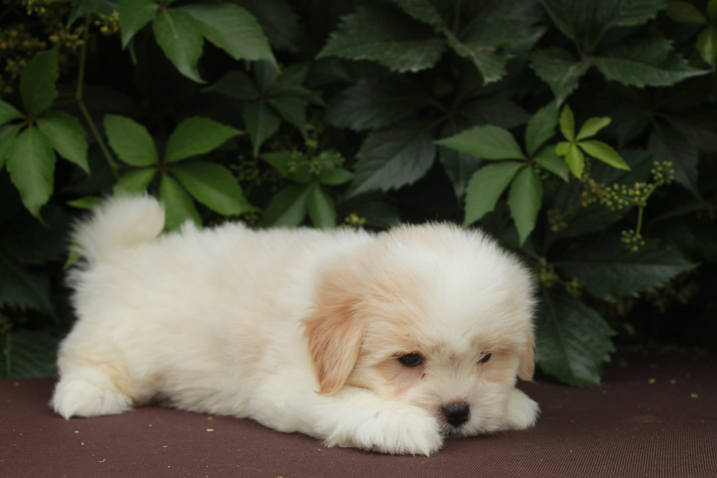 Brume - Coton de Tulear