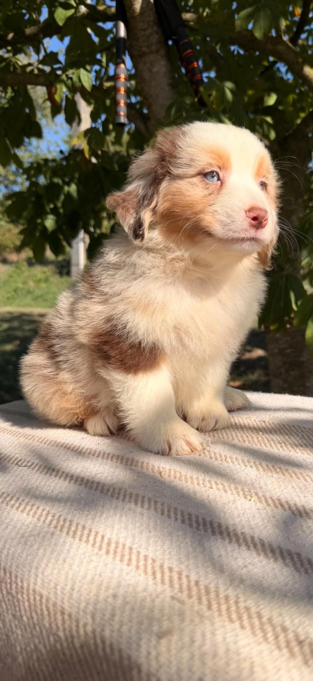 BEETHOVEN - Berger Américain Miniature 
