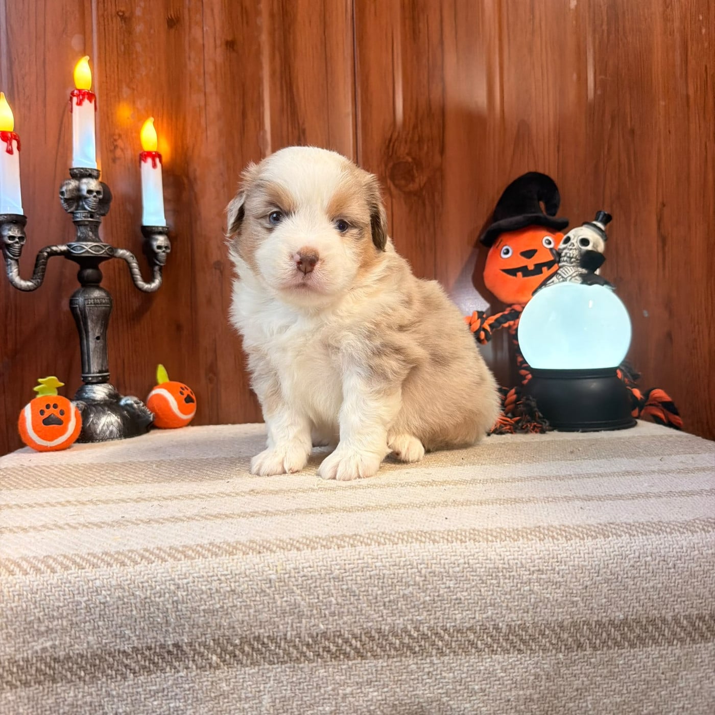 BOSCO - Berger Américain Miniature 