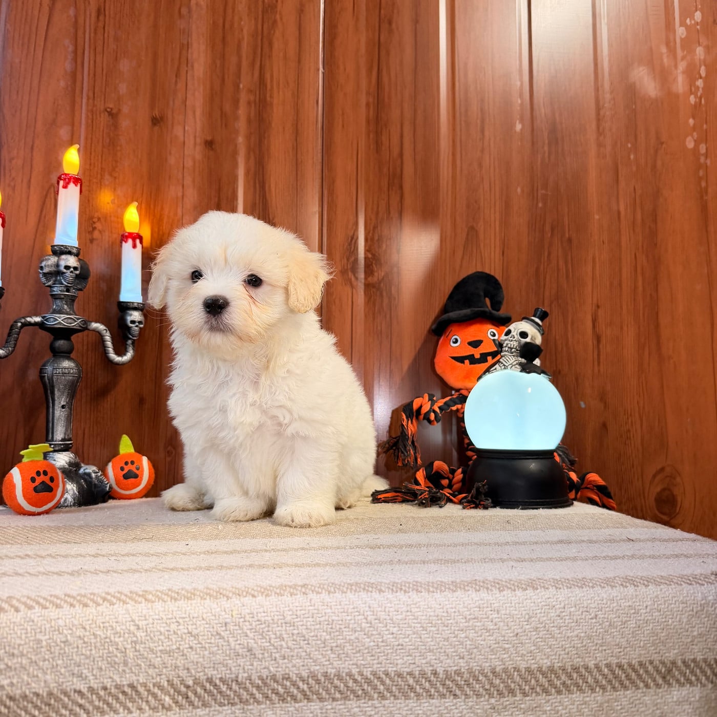 BEN - Coton de Tulear