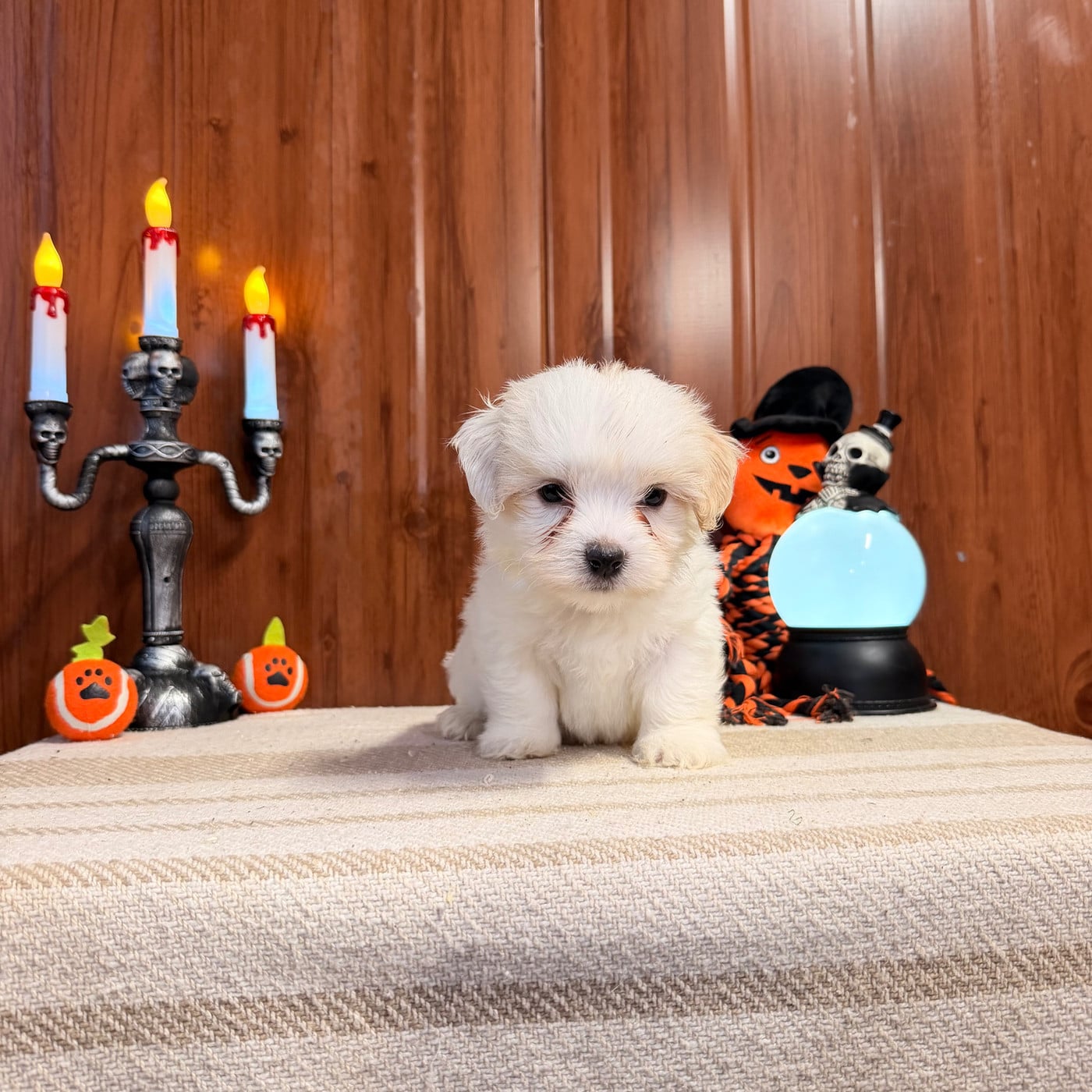 BILL - Coton de Tulear