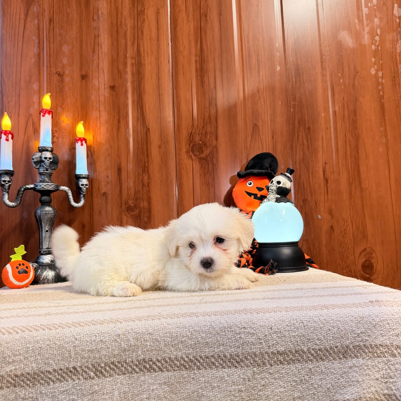 BELLE - Coton de Tulear