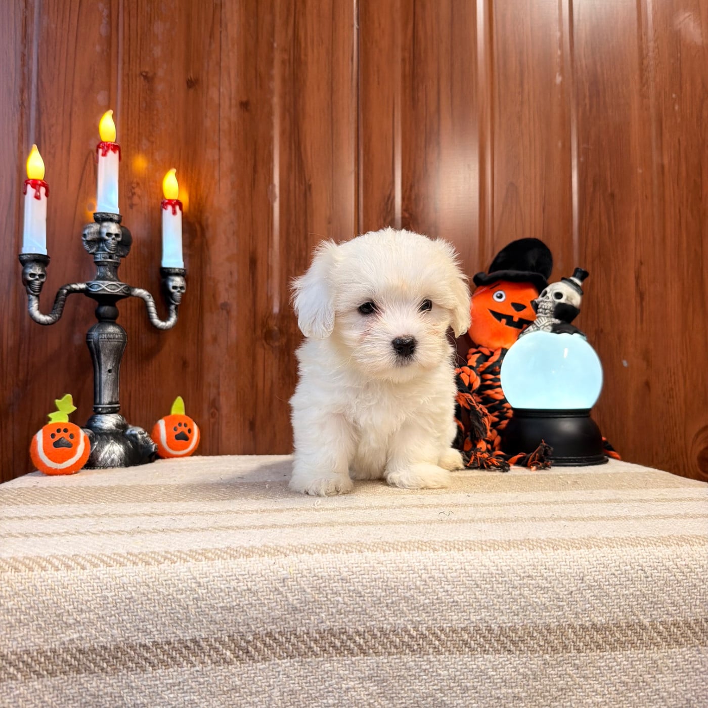 BONNIE - Coton de Tulear