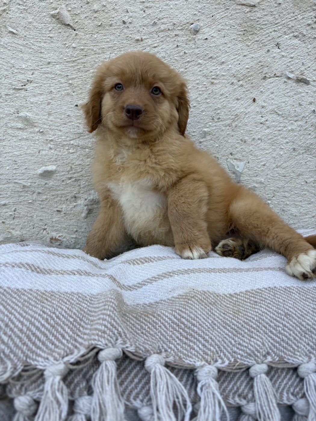 BELLAMY - Retriever de la Nouvelle-Ecosse