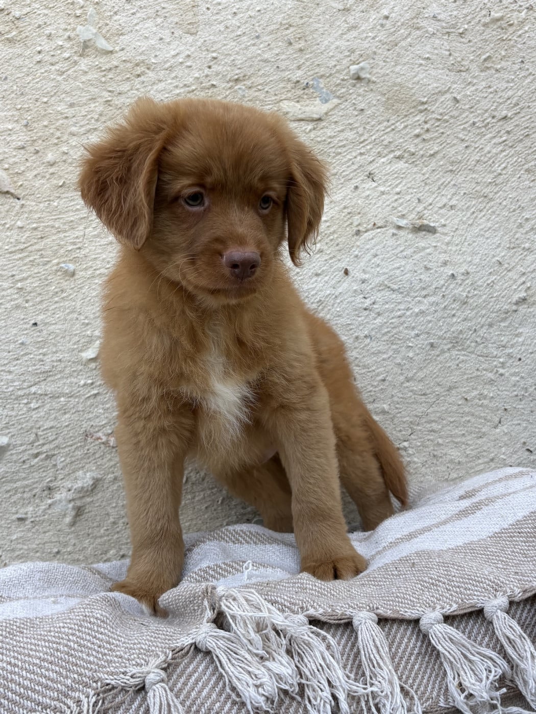 BAROU - Retriever de la Nouvelle-Ecosse