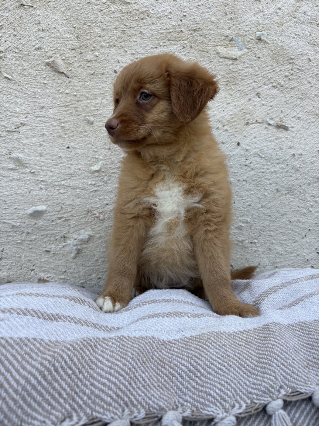 BELVIA - Retriever de la Nouvelle-Ecosse