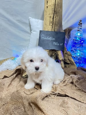 Les chiots de Coton de Tulear