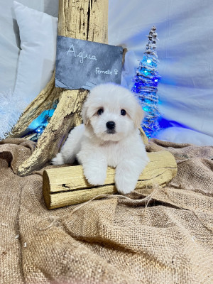 Les chiots de Coton de Tulear