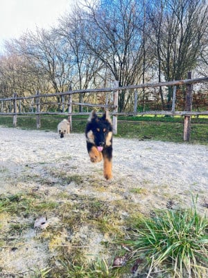 Les chiots de Berger de boheme