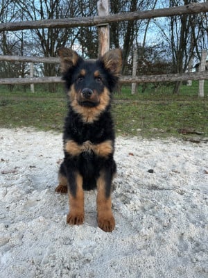 Les chiots de Berger de boheme