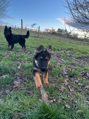 Les chiots de Berger de boheme