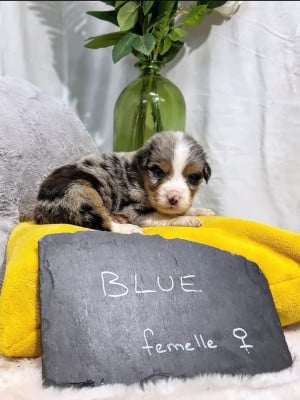Les chiots de Berger Américain Miniature 
