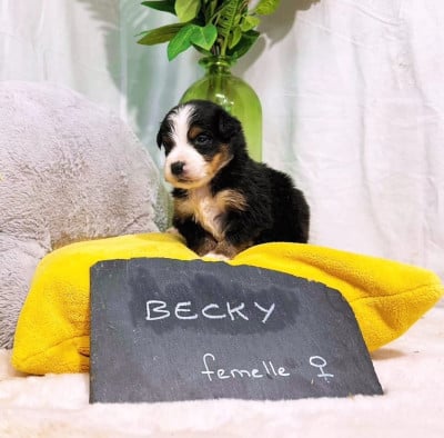 Les chiots de Berger Américain Miniature 