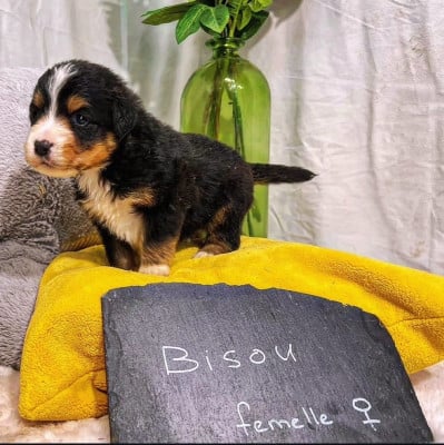 Les chiots de Berger Américain Miniature 