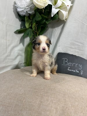 Les chiots de Berger Américain Miniature 