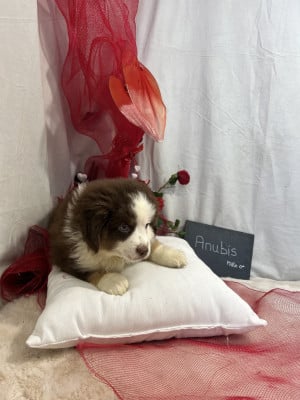 Les chiots de Berger Américain Miniature 