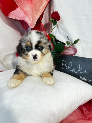 Les chiots de Berger Américain Miniature 