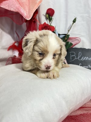 Les chiots de Berger Américain Miniature 