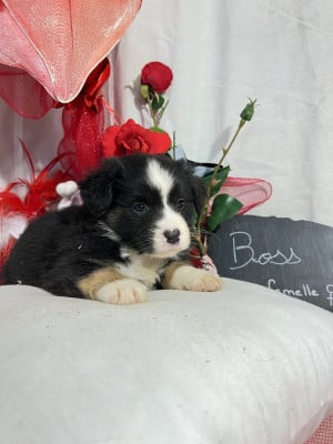 Les chiots de Berger Américain Miniature 