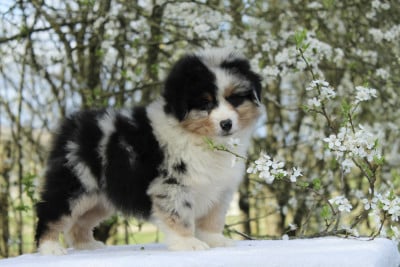 Les chiots de Berger Américain Miniature 