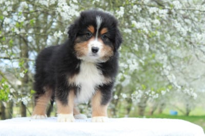 Les chiots de Berger Américain Miniature 