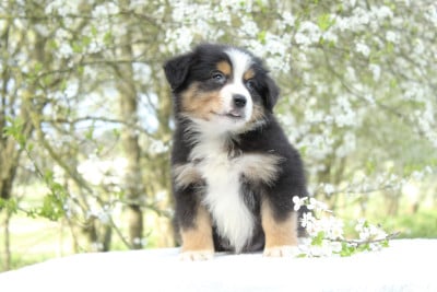 Les chiots de Berger Américain Miniature 