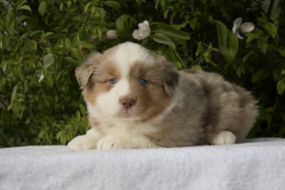 Les chiots de Berger Américain Miniature 