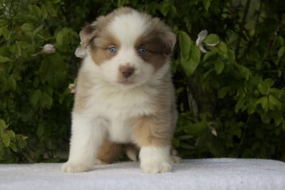 Les chiots de Berger Américain Miniature 