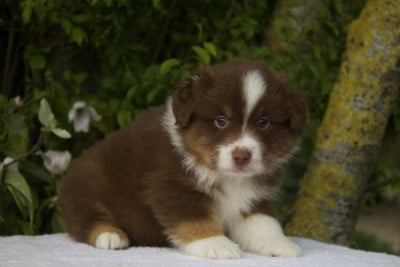 Les chiots de Berger Américain Miniature 