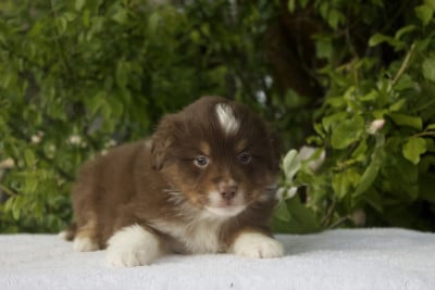 Les chiots de Berger Américain Miniature 